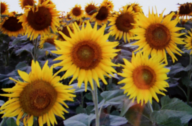 Sun Flowers Sun Flowers